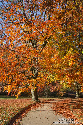 Trees Autumn