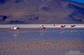 Travel photography:Flamingoes feeding in Laguna Colorada, Bolivia