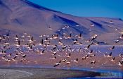 Travel photography:A flamingo flock departing from Laguna Colorada, Bolivia