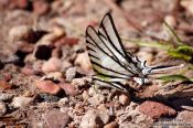 Travel photography:Butterfly near Lençóis, Brazil