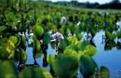 Travel photography:Water plants in the Pantanal, Brazil