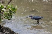 Travel photography:A heron looking for prey near Cabo Frio, Brazil