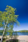 Travel photography:Birch tree with lake near the Mont Tremblant National Park, Canada