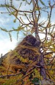 Travel photography:Porcupine near Lake Louise, Canada