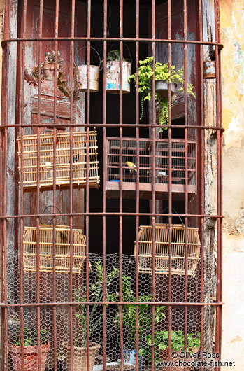 Doubly caged birds in Trinidad