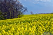Travel photography:Rape field with forest, Germany