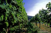 Travel photography:Vineyard in the Bühlertal near Sasbachwalden (Black Forest), Germany