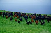 Travel photography:Cattle on Hawaii island, Hawaii USA