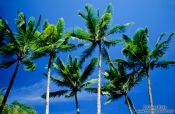 Travel photography:Coconut Palms against the sky, Hawaii USA