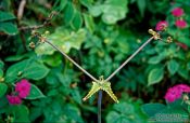 Travel photography:Triangular fern, Hawaii USA