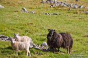 Travel photography:Sheep near Berufjörður, Iceland