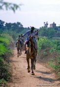 Travel photography:Camel race in Pushkar, India