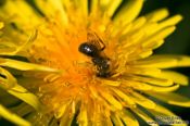 Travel photography:Bee on dandelion flower