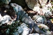 Travel photography:Iguana at Chichen Itza, Mexico