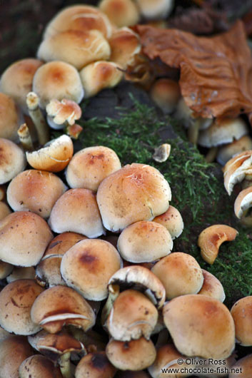 Forest mushroom crowd of Sulphur Tufts (Hypholoma fasciculare)