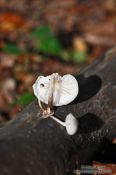 Travel photography:Bent forest mushroom, Germany