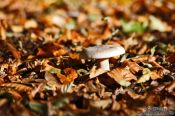Travel photography:Forest mushroom on autumn leaves, Germany