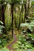 Travel photography:Native forest near Fox Glacier, New Zealand