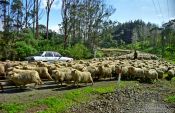 Travel photography:1300 sheep on a Northland road, New Zealand