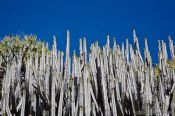 Travel photography:Giant cactus on Gran Canaria, Spain