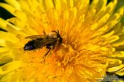 Travel photography:Bee on dandelion flower, Germany