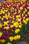 Travel photography:Tulips in Vienna's Stadtpark, Austria