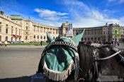 Travel photography:Fiaker Horses in Vienna´s Hofburg, Austria