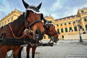 Travel photography:Schönbrunn palace with horses , Austria