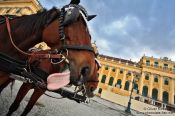 Travel photography:Schönbrunn palace with horse showing tongue , Austria