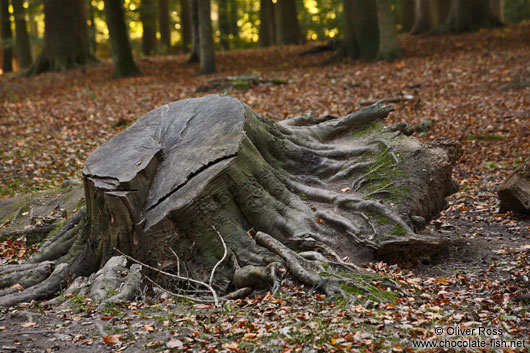 Tree stump in autumn forest