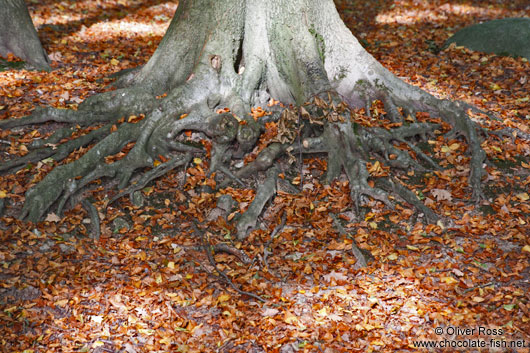 Tree root with fallen leaves