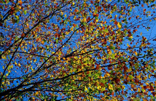 Tree branches in autumn colour against the sky