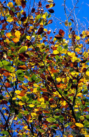 Tree branches with leaves in autumn colour