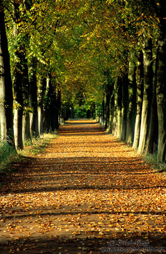 Park lane in autumn