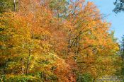 Travel photography:Trees in the Schwentinetal valley near Kiel, Germany