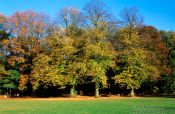 Travel photography:Trees in autumn colour