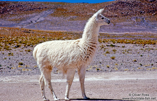 Llama at Laguna Hedionda