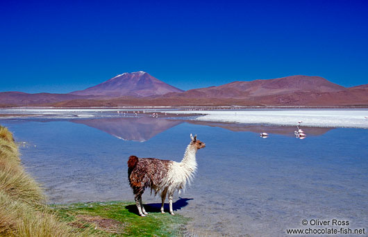 Llama and flamingos at Laguna Hedionda