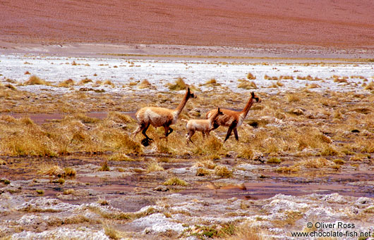 Three vicuñas