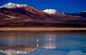 Travel photography:Two flamingos at Laguna Blanca, Bolivian altiplano, Bolivia