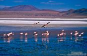 Travel photography:Flamingoes feeding in Laguna Colorada, Bolivia