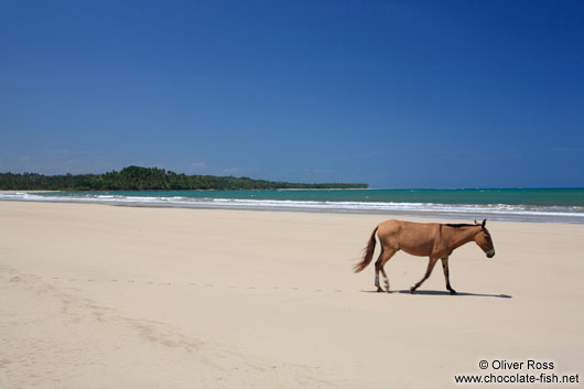Mule having a walk on a Boipeba Island beach
