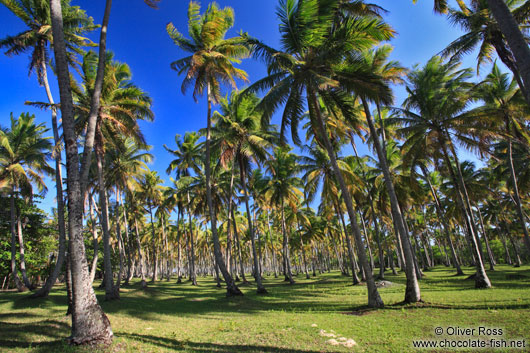 A farm of palm trees on Boipeba Island