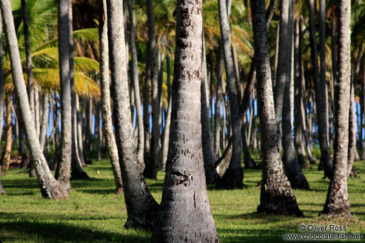 Palms on Boipeba Island