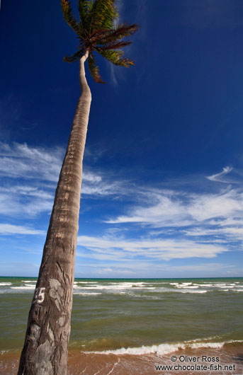 Coconut palm growing on Itacimirim beach 