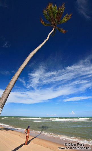 Coconut palm on Itacimirim beach 