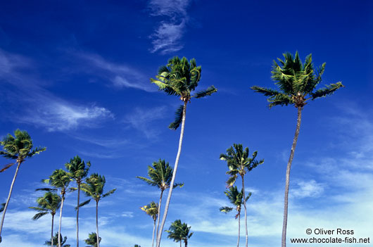 Coconut palms against the sky on Itacimirim beach