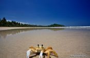 Travel photography:Boipeba Island beach crab , Brazil