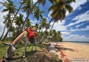 Travel photography:Donkey on a Boipeba Island beach, Brazil