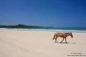 Travel photography:Mule having a walk on a Boipeba Island beach, Brazil